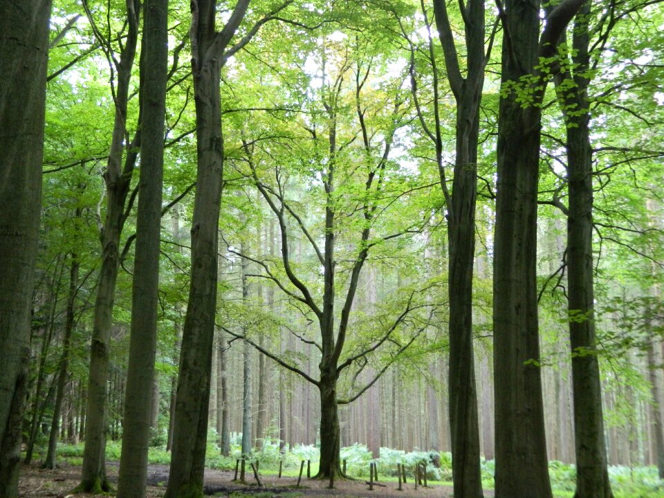 Landscape green trunk