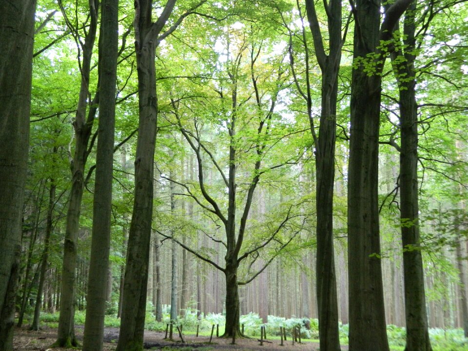 Landscape green trunk photo