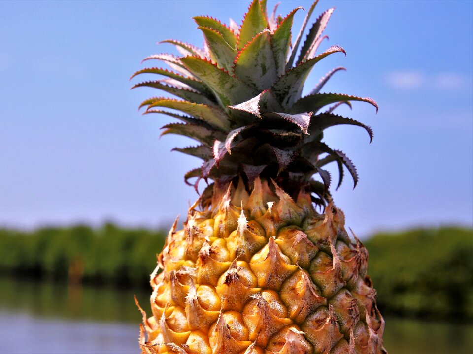 Healthy juicy natural