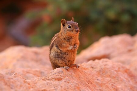 Squirrel outdoors rodent photo