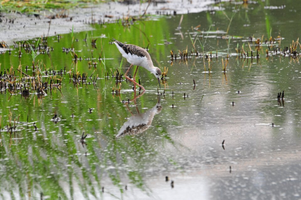 Pond lake wild animals