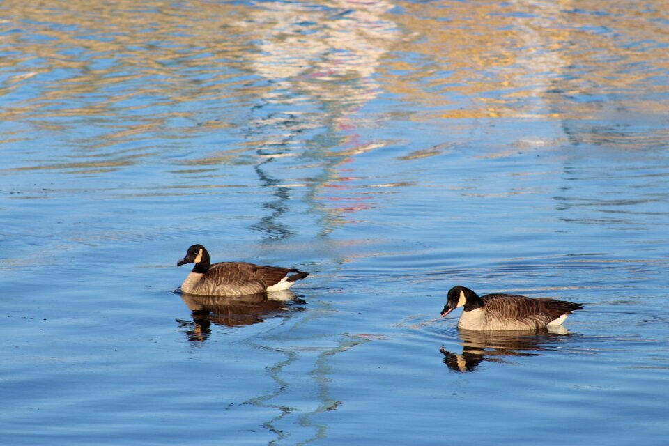 Lake wild birds fauna