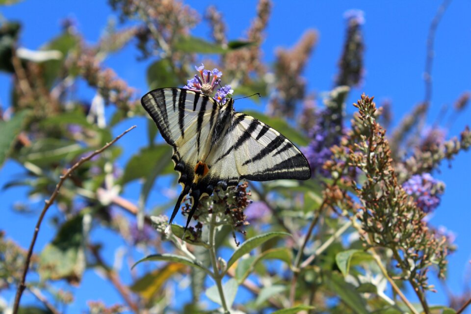 Butterfly nature insect
