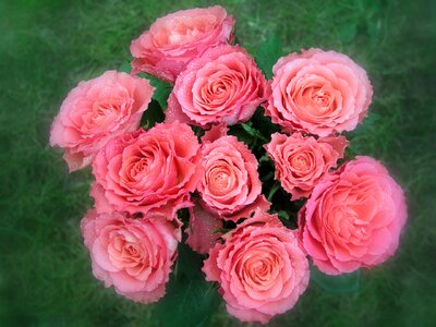 Bloom plant roses photo