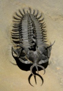Walliserops tridens, Early Devonian, Timrhanrhart Formation, Jbel Gara el Zguilma, Draa Valley, Morocco - Houston Museum of Natural Science - DSC01454