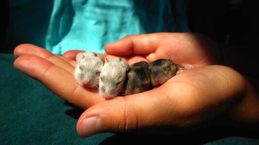 White gray white hamster