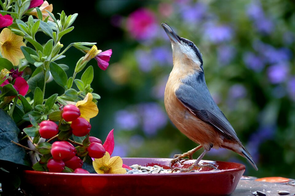 Sitta europaea feeding place garden