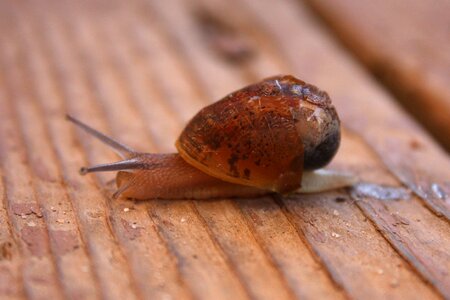 Nature animal macro