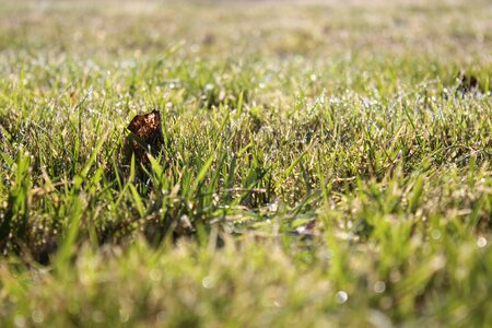 Meadow agriculture green photo