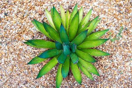 Cacti desert aloe