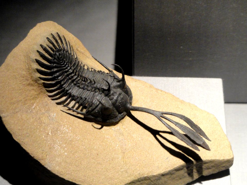 Walliserops trifurcatus, Jbel Gara el Zguilma, Draa Valley, Morocco - Houston Museum of Natural Science - DSC02019