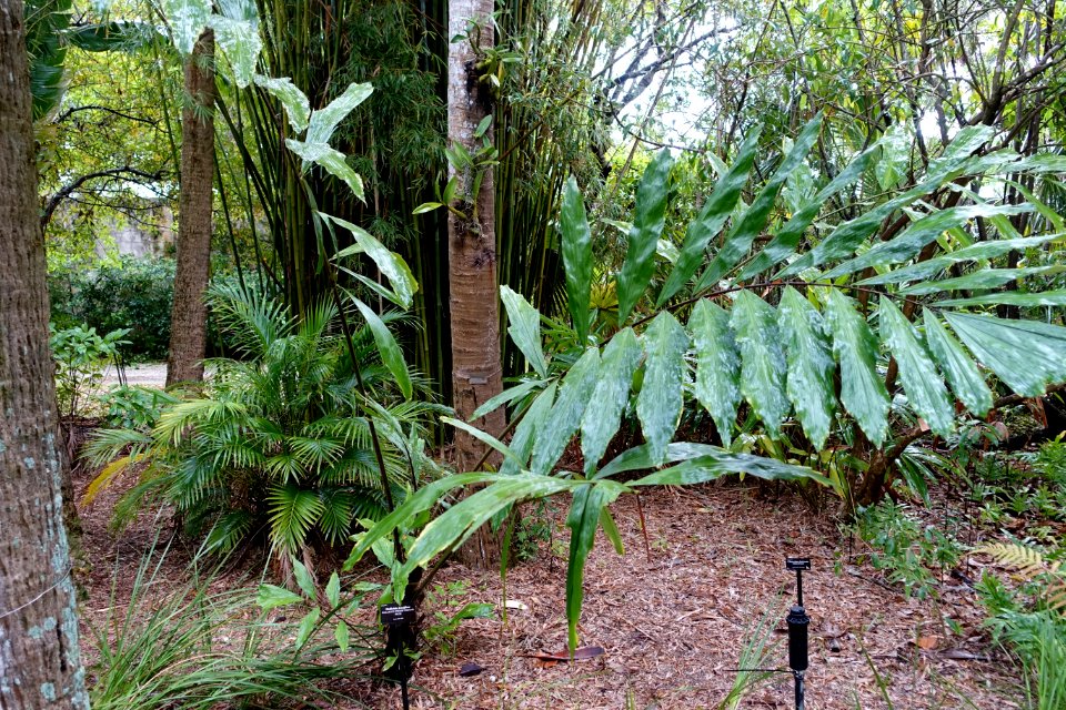 Wallichia oblongifolia (Wallichia densiflora) - McKee Botanical Garden - Vero Beach, Florida - DSC03122