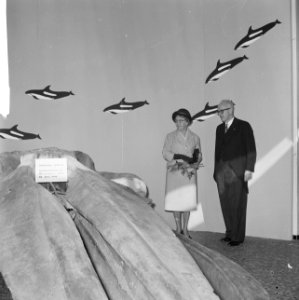 Walvis-tentoonstelling in Blijdorp, mevrouw Dijmse open tentoonstelling, Bestanddeelnr 918-2727