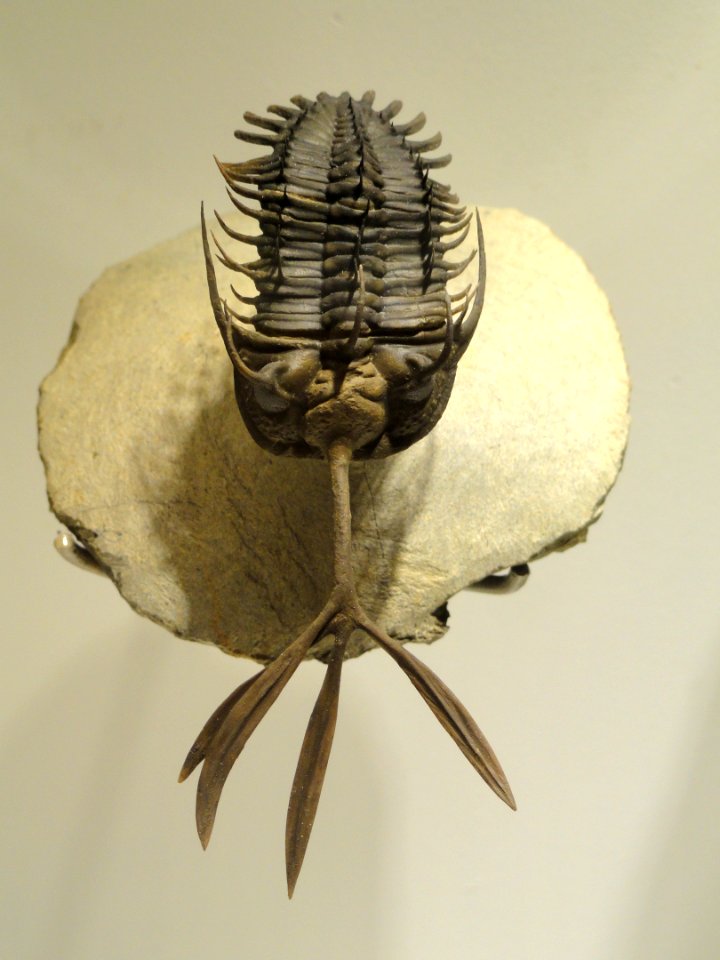Walliserops trifurcatus, Early Devonian, Timrhanrhart Formation, Jbel Gara el Zguilma, Draa Valley, Morocco - Houston Museum of Natural Science - DSC01588