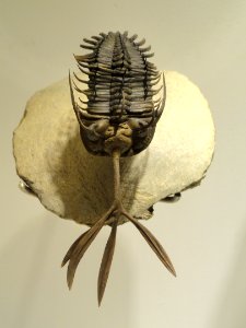 Walliserops trifurcatus, Early Devonian, Timrhanrhart Formation, Jbel Gara el Zguilma, Draa Valley, Morocco - Houston Museum of Natural Science - DSC01588