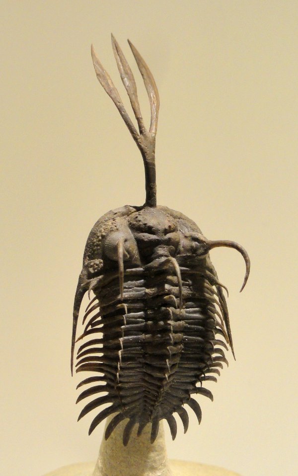 Walliserops trifurcatus, Early Devonian, Timrhanrhart Formation, Jbel Gara el Zguilma, Draa Valley, Morocco - Houston Museum of Natural Science - DSC01584