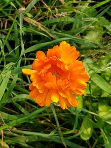 Flower calendula officinalis medicinal plant