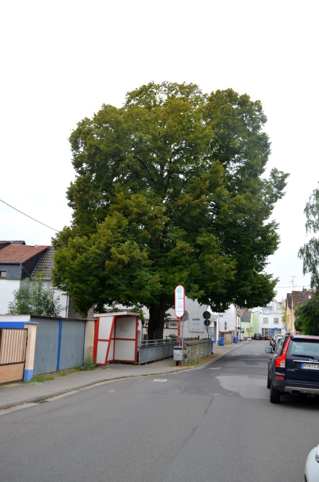 Wallau, Linde an der Brücke über dem Wickerbach
