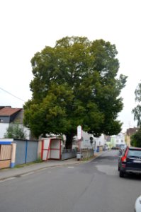 Wallau, Linde an der Brücke über dem Wickerbach