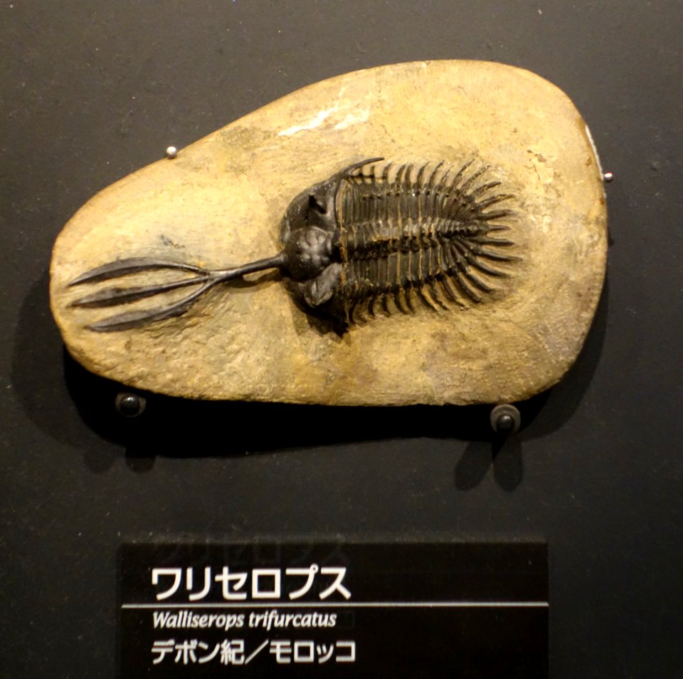 Walliserops trifurcatus - National Museum of Nature and Science, Tokyo - DSC07760