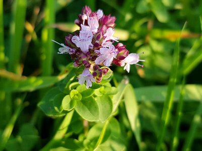 Spice culinary herbs herb