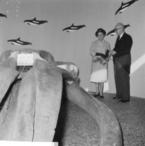 Walvis-tentoonstelling in Blijdorp, mevrouw Dijmse open tentoonstelling, Bestanddeelnr 918-2725