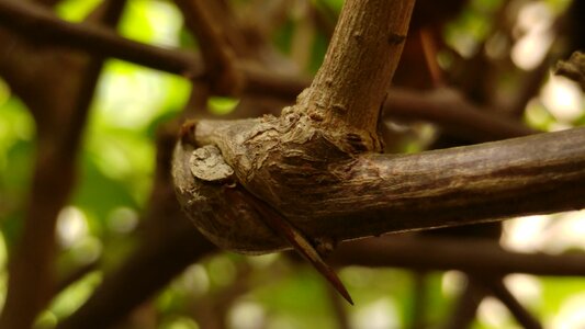 Tuber shrubs branch