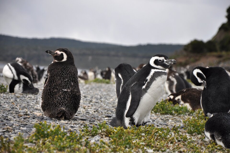 Penguins brood colony