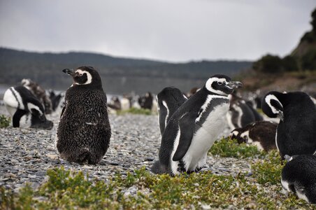 Penguins brood colony