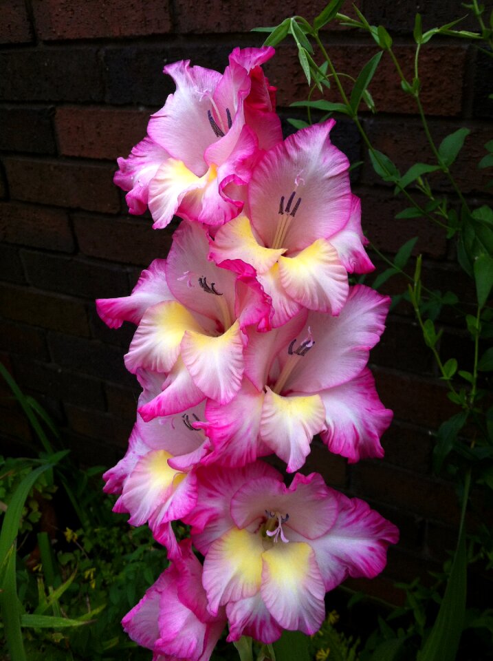 Bloom plant gladioli
