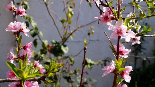 Spring tree peach cherry photo