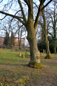 Wallau, Jüdischer Friedhof (7)