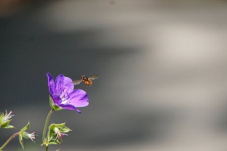 Bee pollination purple