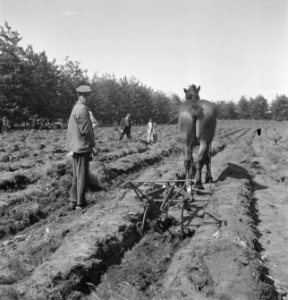 Walsen van de grond met behulp van een paard, Bestanddeelnr 169-0365