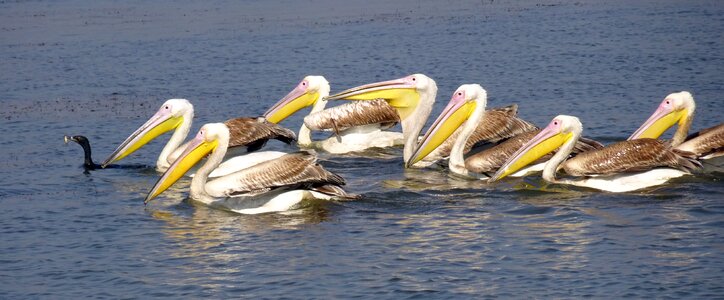 Rosy pelican white pelican water photo