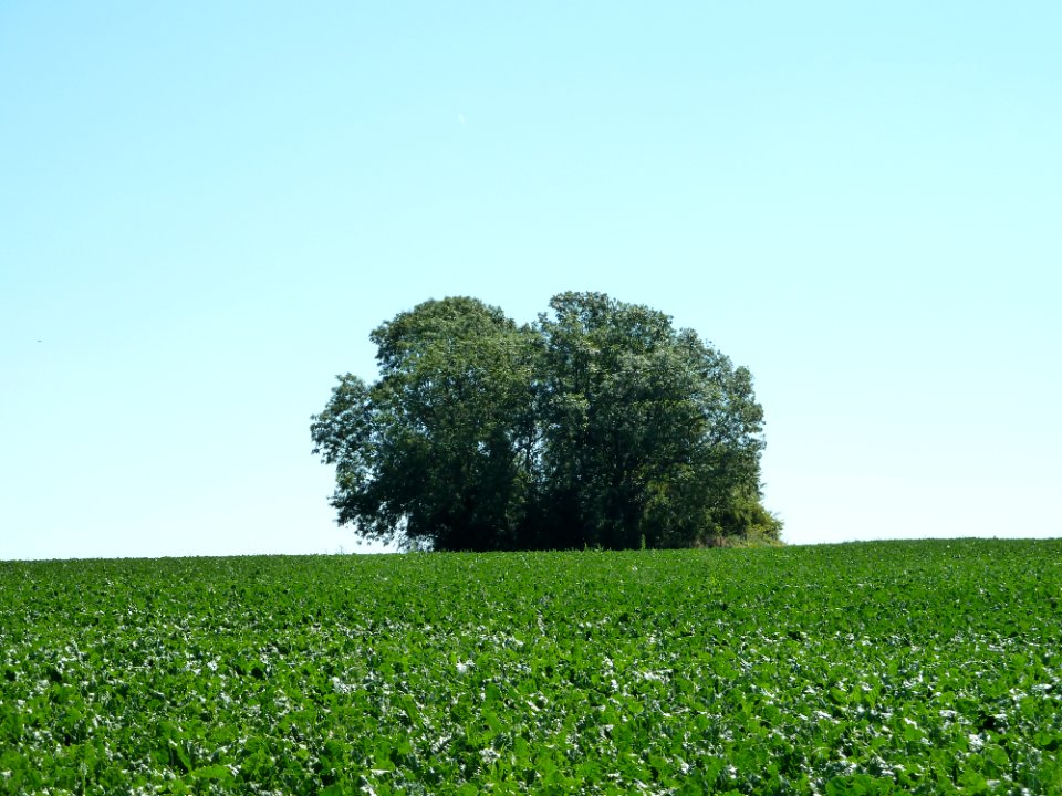 Walsbets-Tumulus van Betz (1)