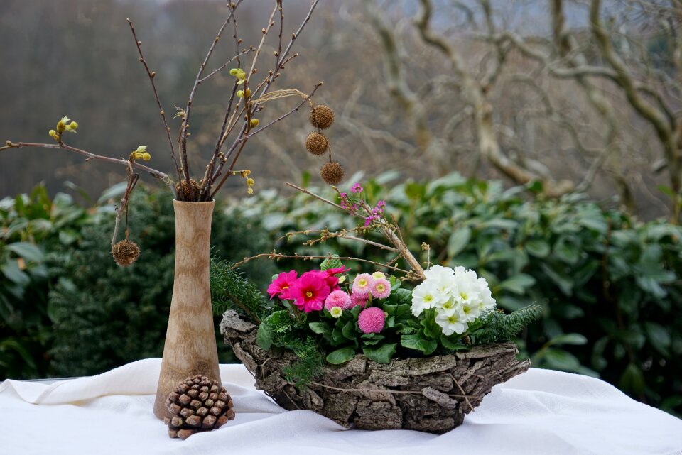 Primrose pink branches tree fruit