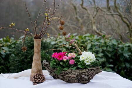 Primrose pink branches tree fruit