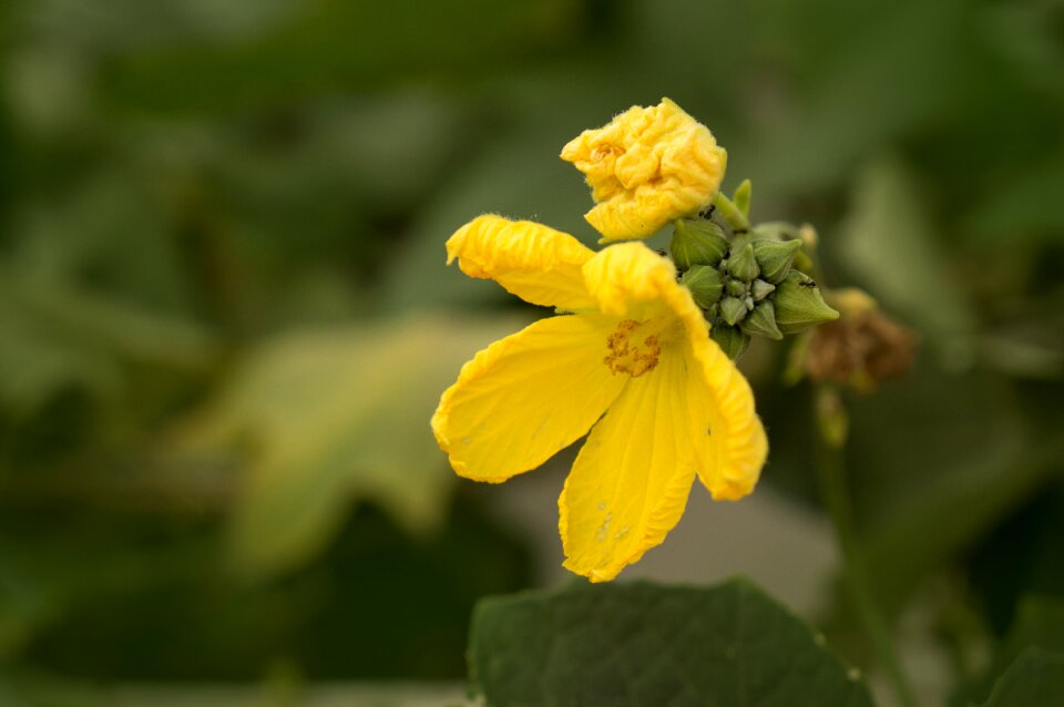 United melon natural yellow flowers