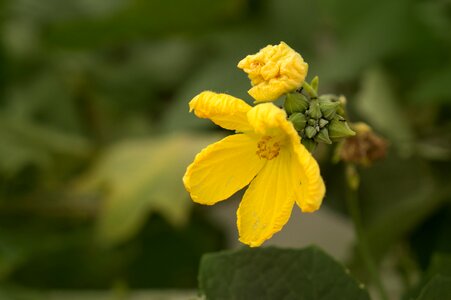 United melon natural yellow flowers