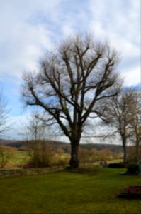 Walsdorf, Friedhof, Naturdenkmal Weißfleckenulme