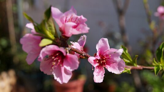 Flowered flowery spring