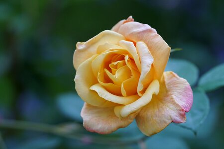 Beauty rose blooms garden rose