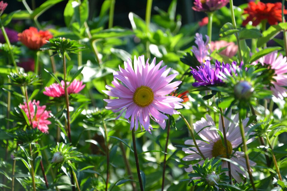 Parma plants garden