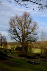 Walsdorf, Friedhof, Naturdenkmal Weißfleckenulme (1)