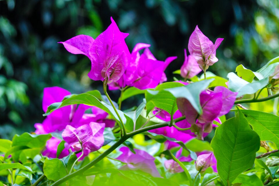 Bougainvillea purple flora