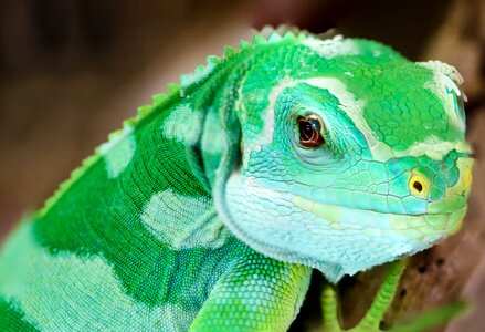 Green insect eater reptile photo