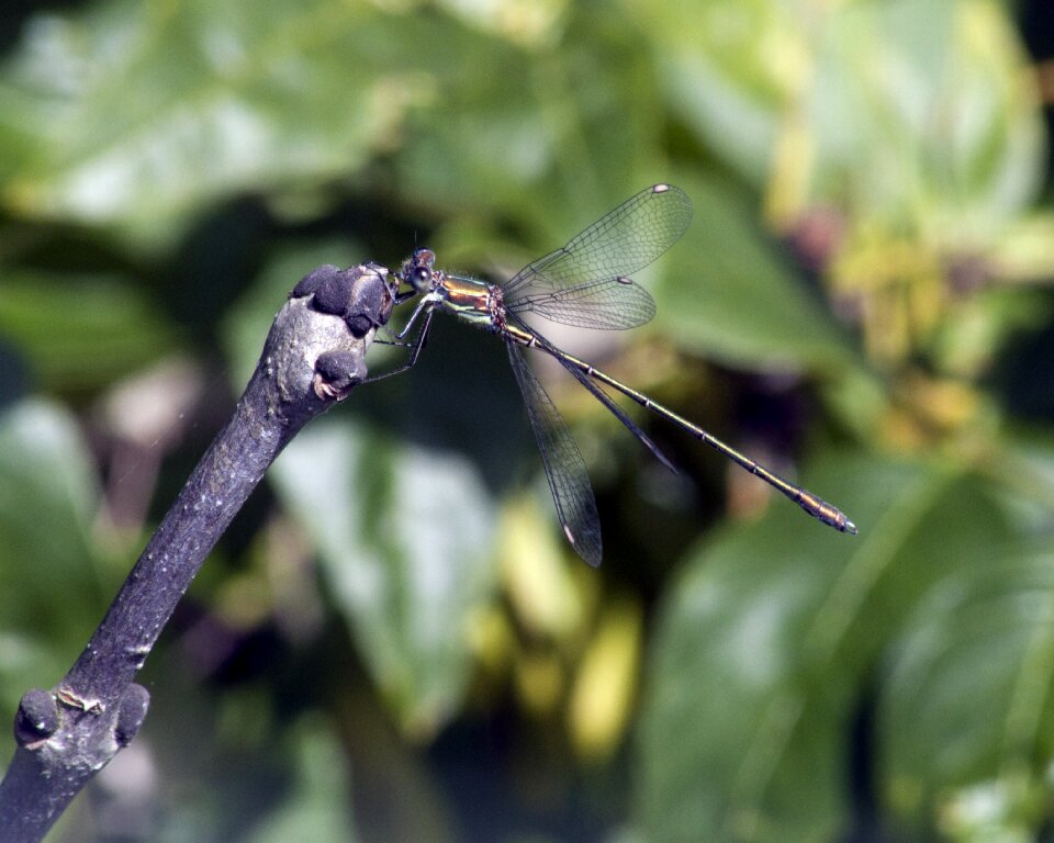 Insect small nature