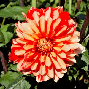 Plant garden summer