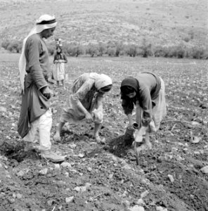 Vrouwen bezig met het poten van een gewas in een akker bij de berg Carmel, Bestanddeelnr 255-4581